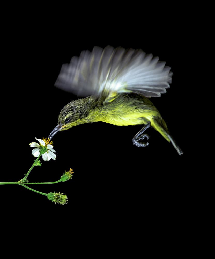 Sunbird Feeding Flower by Fahmi Bhs — canvas wall art