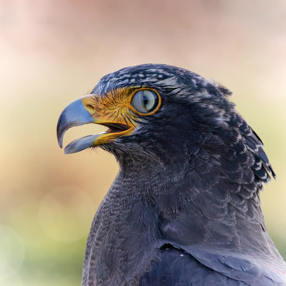 Crested Serpent Eagle by Taksing (吉星高照) — canvas wall art