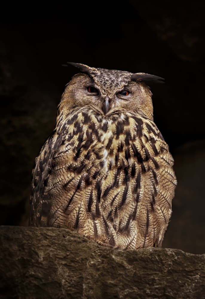 Intense Owl Portrait by Norbert Maier — canvas wall art
