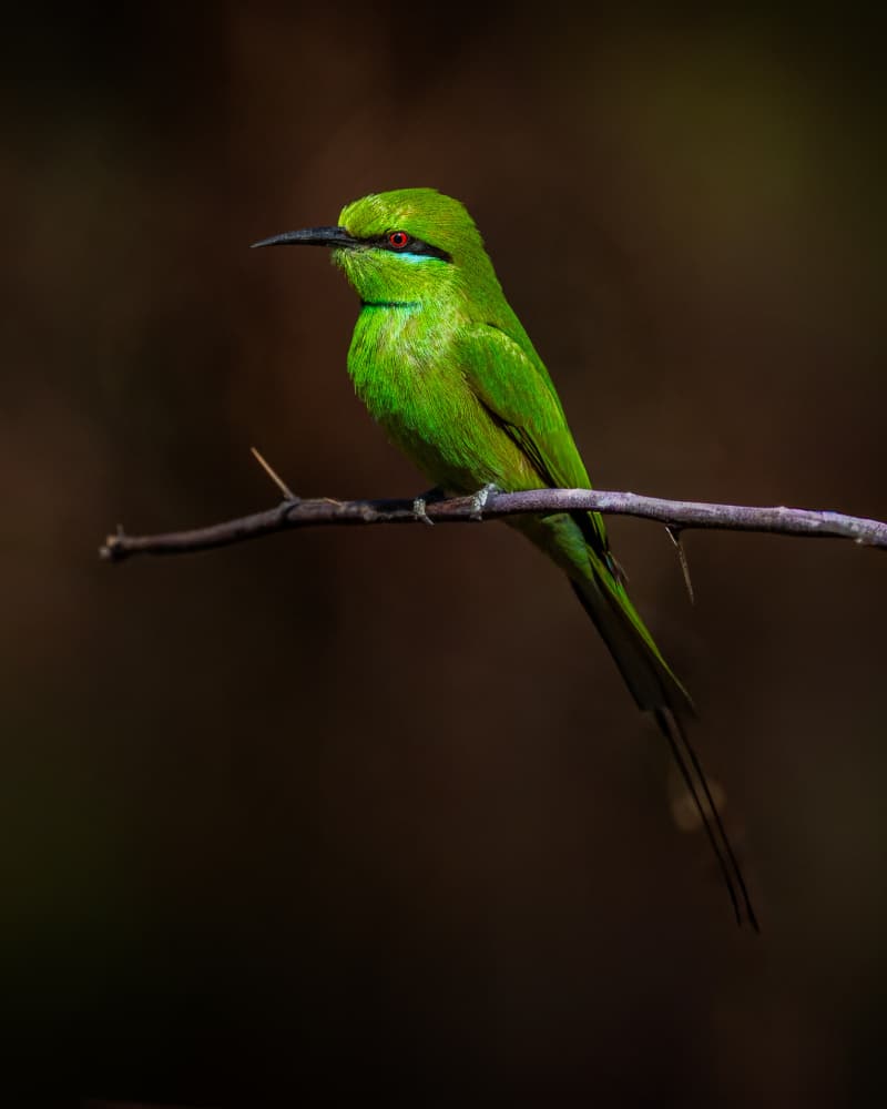 Vibrant Green Bee-eater by Amro — canvas wall art