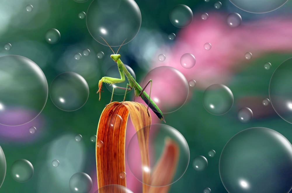 Green Mantis Bubble Dream by Thierry Dufour — canvas wall art
