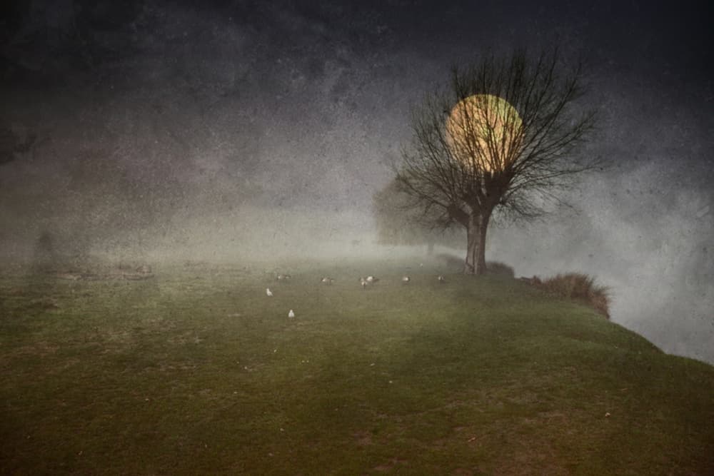 Glowing Moon Bare Tree by Robert Fabrowski — canvas wall art