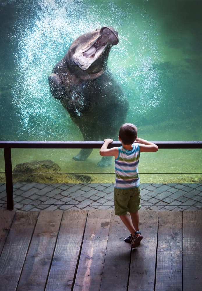 Hippo Splash Encounter by Juan Luis Duran — canvas wall art