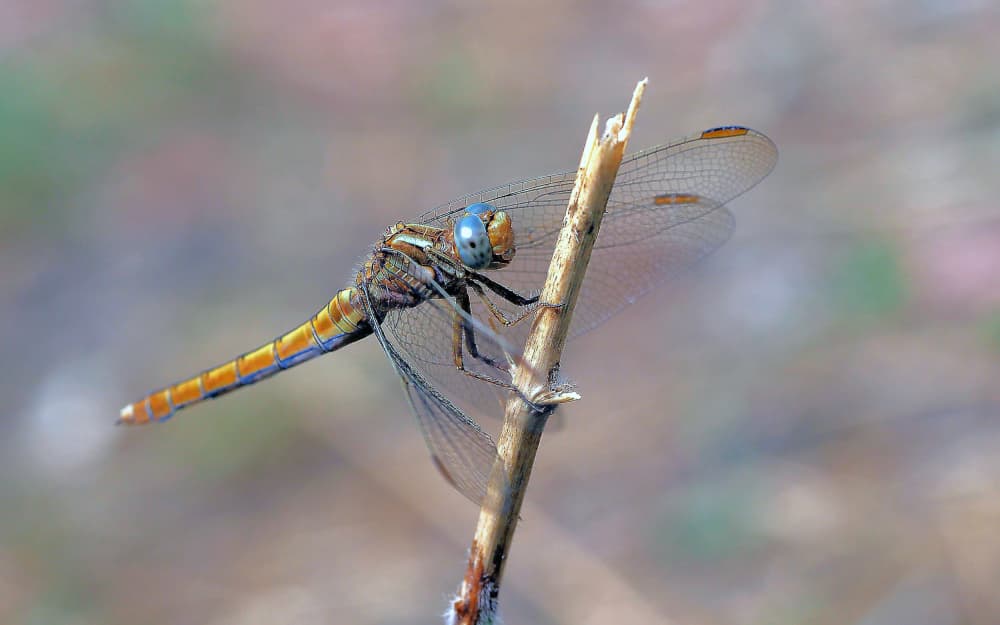 Blue Eyed Dragonfly Perch by Thierry Dufour — canvas wall art