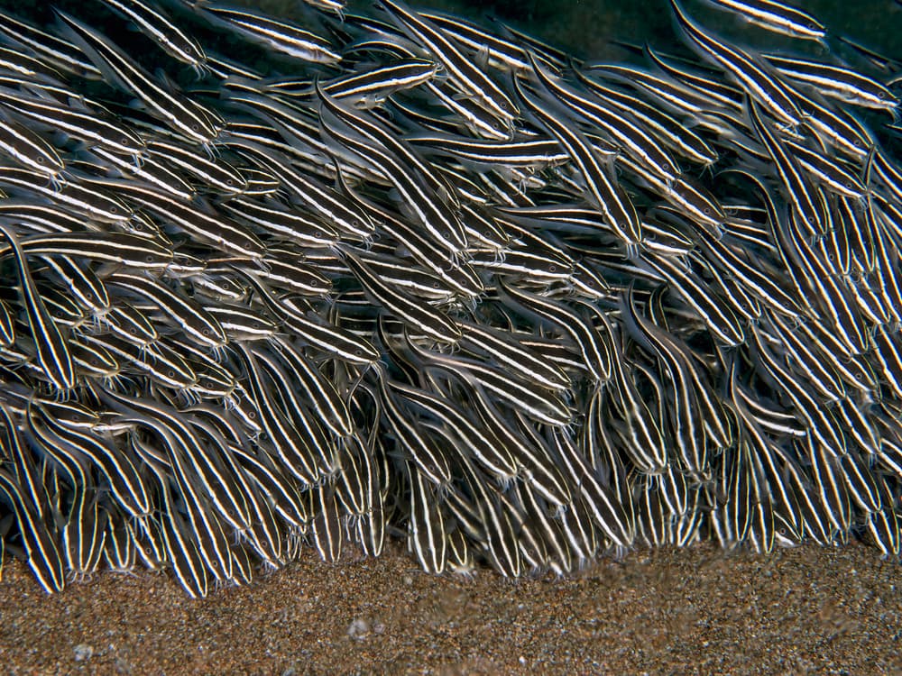 School of Striped Fish by Ilan Ben Tov — canvas wall art