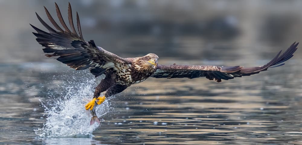 Eagle's Fish Catch by James Bian — canvas wall art