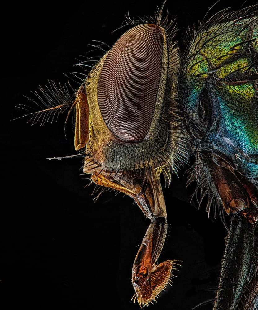 Vibrant Iridescent Fly by Andi Halil — canvas wall art