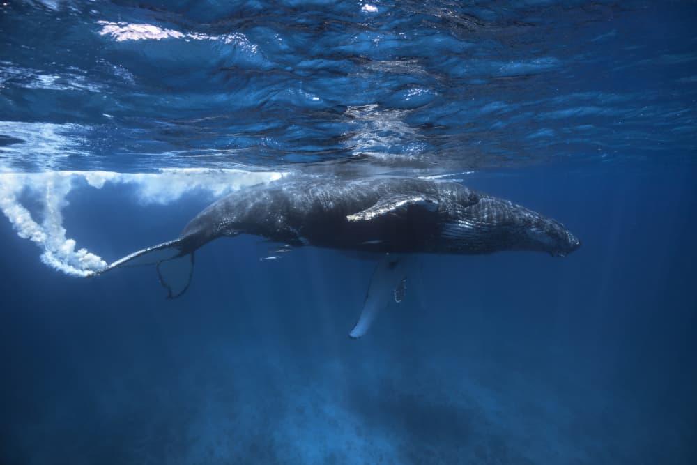 Majestic Humpback Whale Underwater by Barathieu Gabriel — canvas wall art