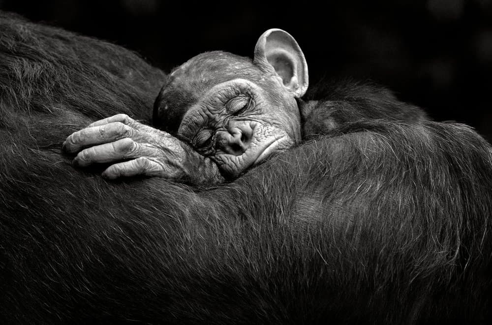 Calm Baby Chimpanzee by Xavier Ortega — canvas wall art