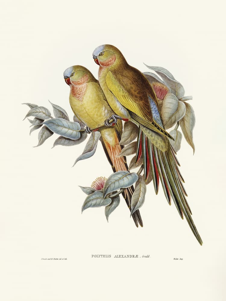 The Princess of Wales's Parakeet by Elizabeth and John Gould — canvas wall art