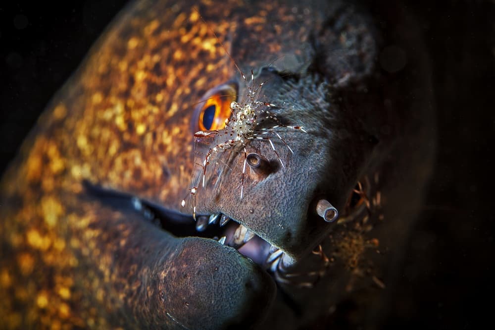 Spotted Moray Cleaner Shrimp by Barathieu Gabriel — canvas wall art