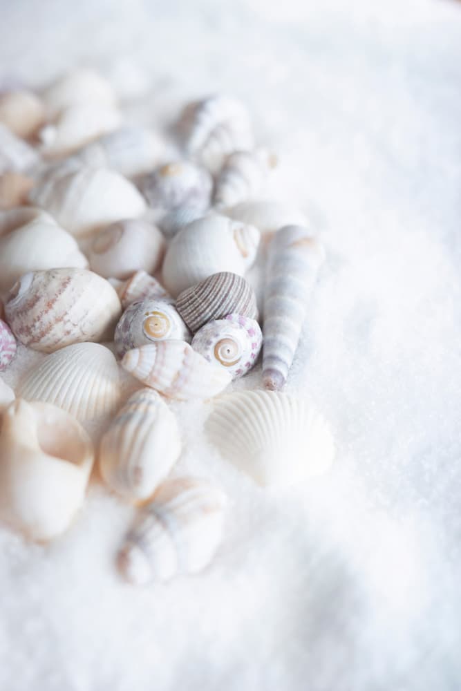 Serene White Seashells by Christa Stroo — canvas wall art