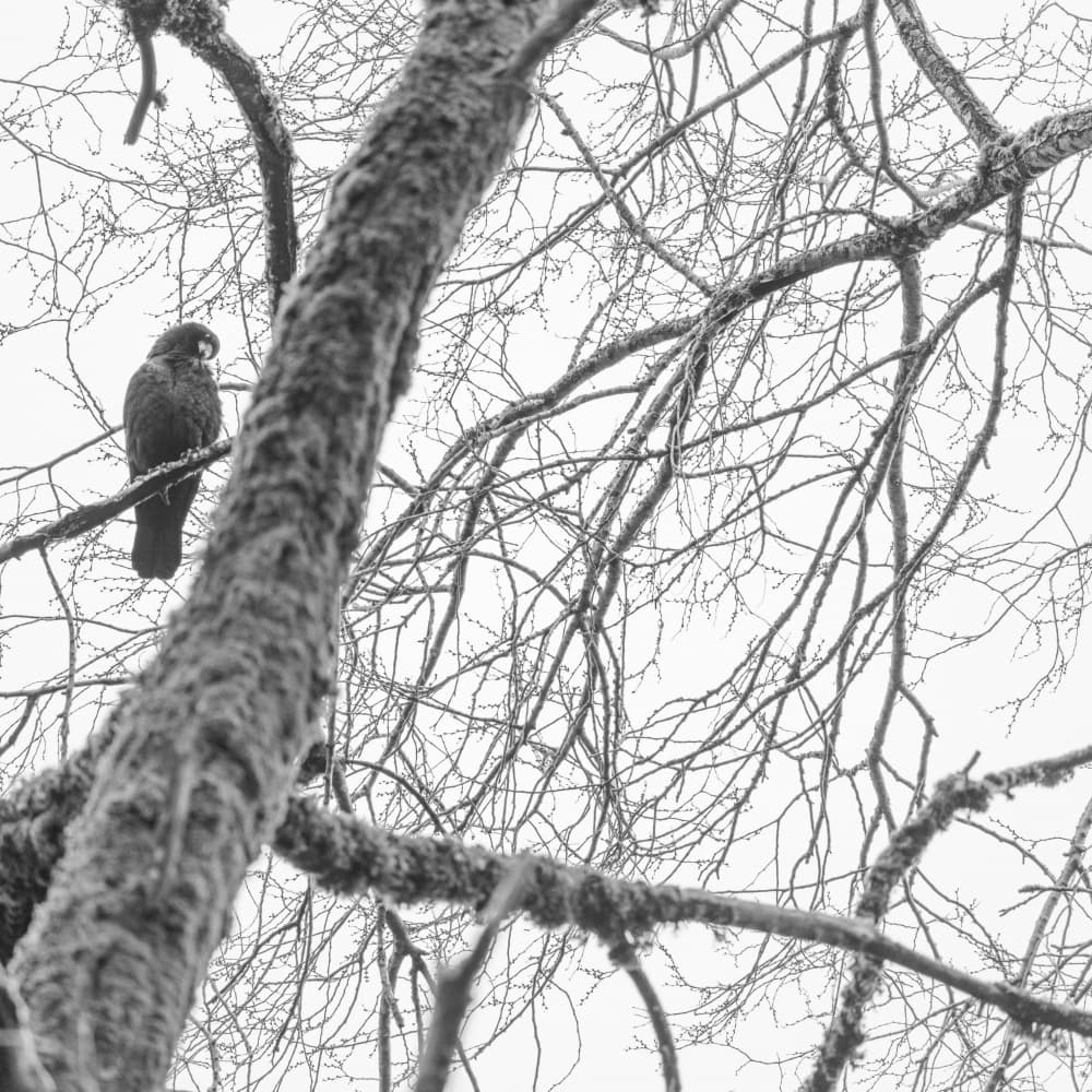 Bird On Winter Branch by Lynann Colligan — canvas wall art