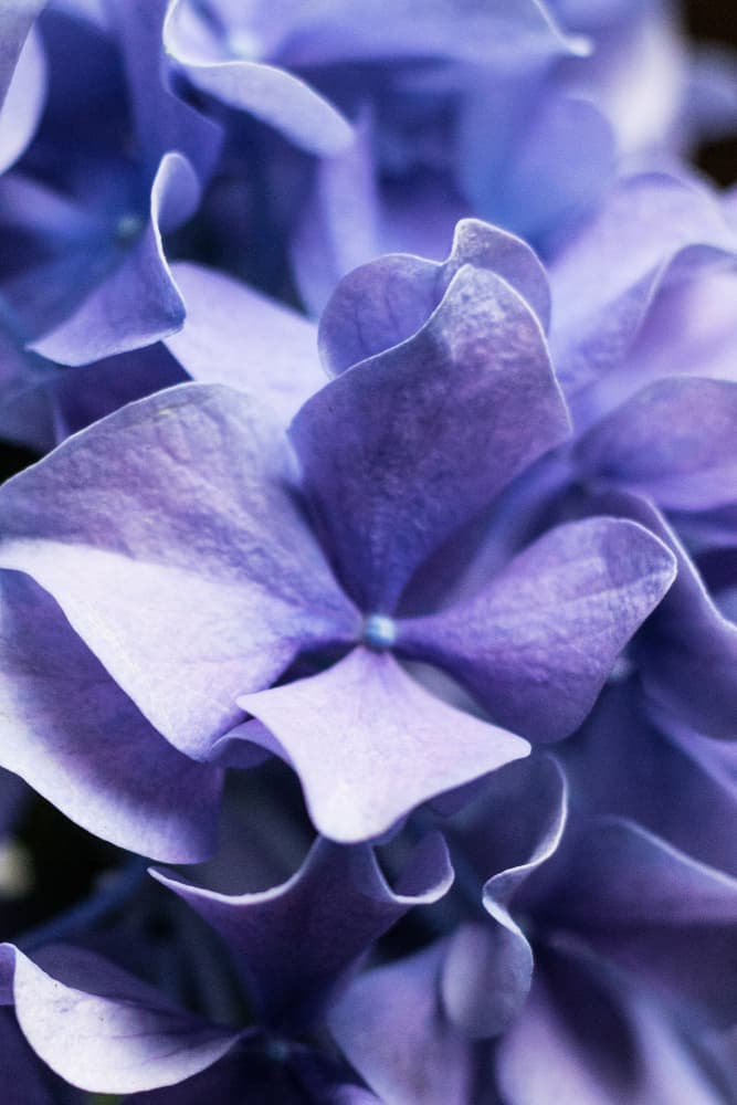 Delicate Purple Hydrangea Petals by uplusmestudio — canvas wall art