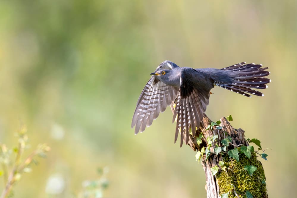 Cuckoo Bird Takes Flight by Marco Redaelli — canvas wall art