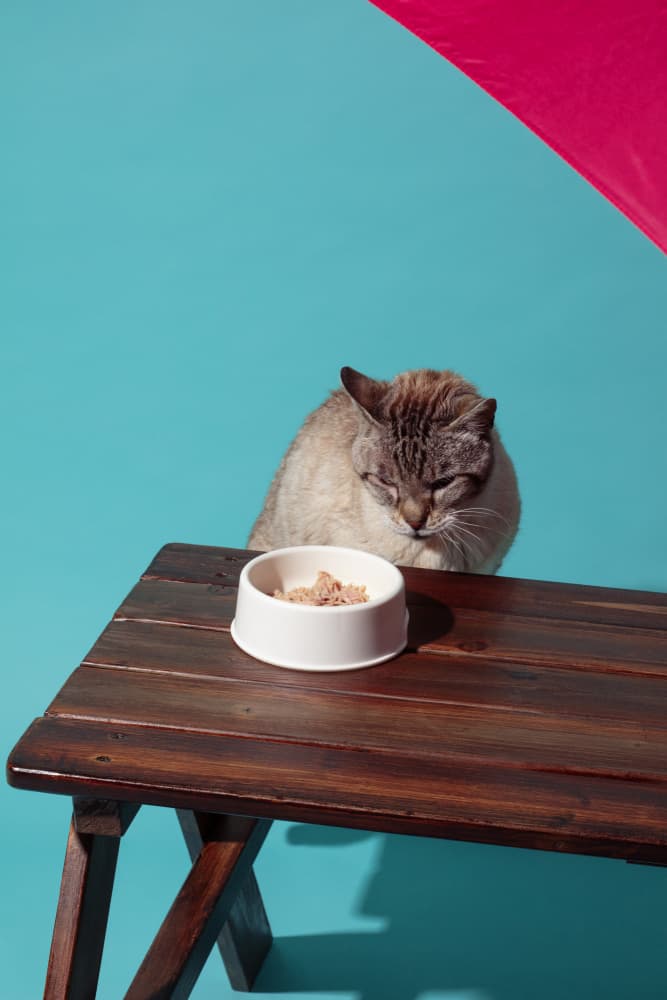 Cat's Dinner Time by Julia Ramiro — canvas wall art