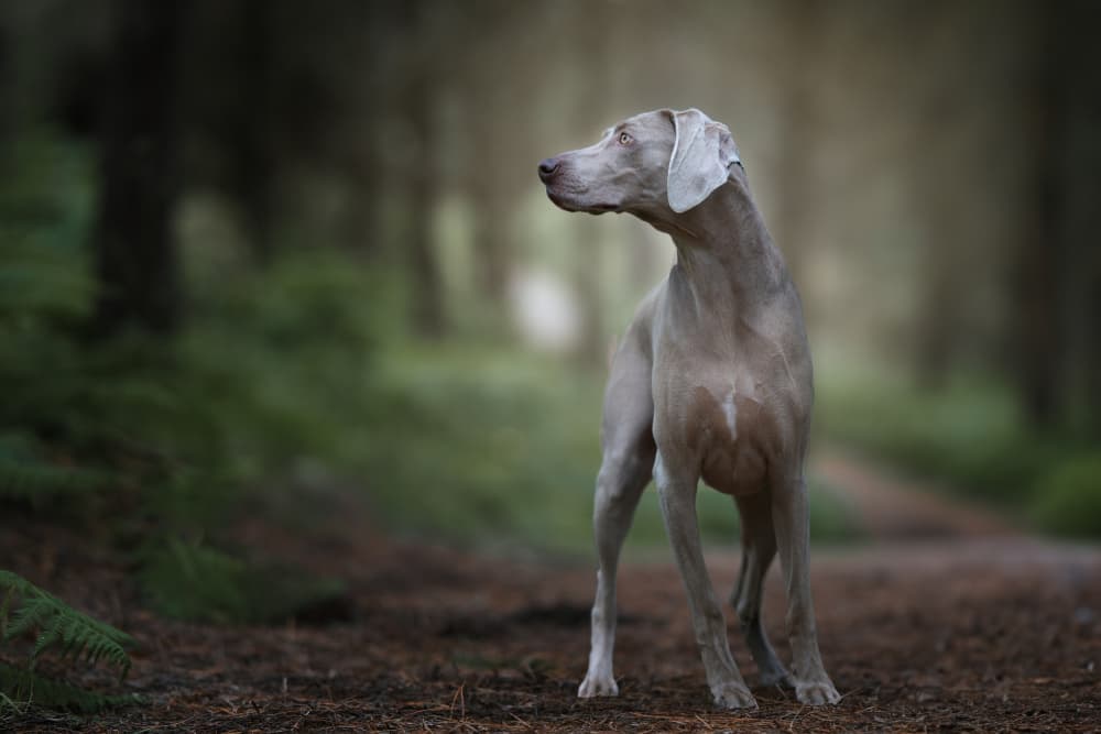 Elegant Weimaraner Forest Path by Alfonso maseda varela — canvas wall art