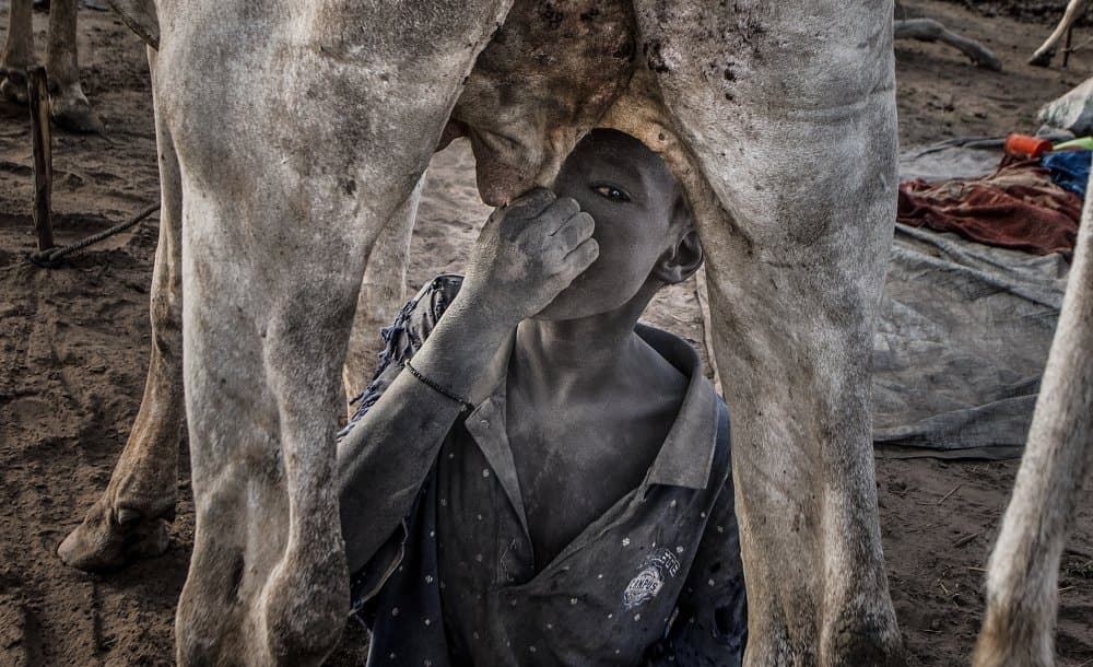 Boy Drinks Camel Milk by Joxe Inazio Kuesta Garmendia — canvas wall art