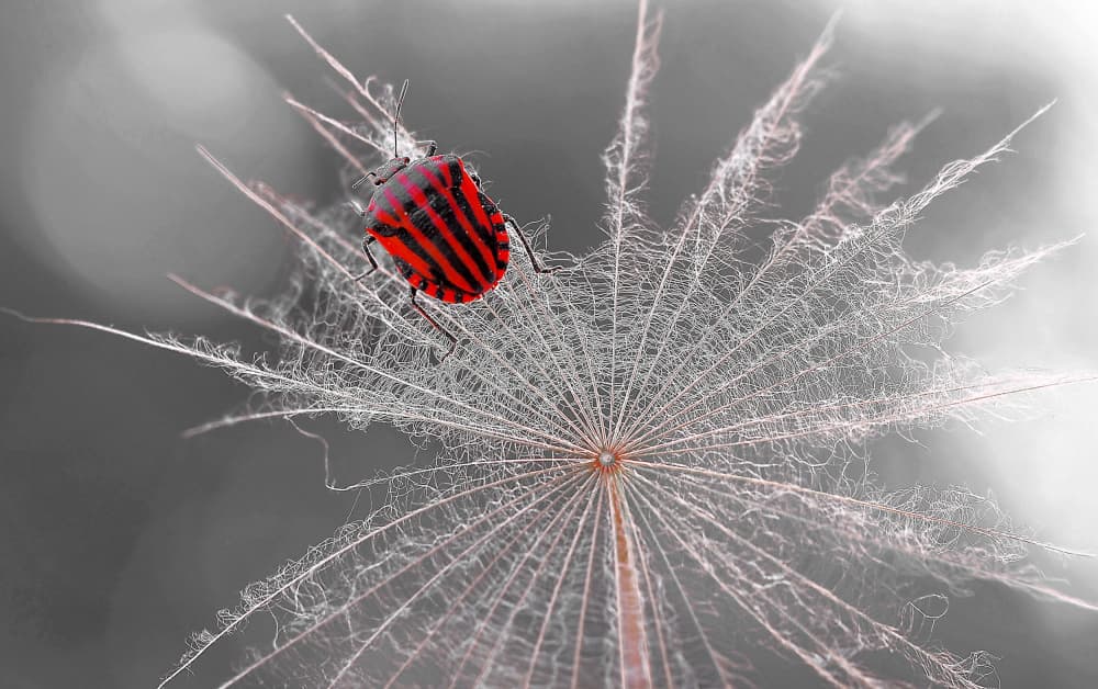 Striped Bug Dandelion by Thierry Dufour — canvas wall art