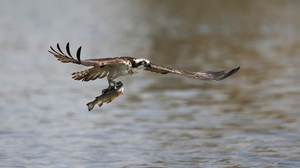 Osprey's Fresh Catch by Phillip Chang — canvas wall art