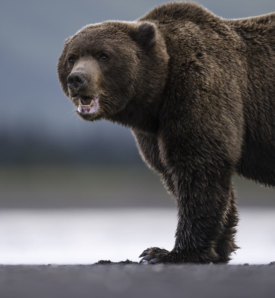 Intense Grizzly Bear by Liwen Tao — canvas wall art