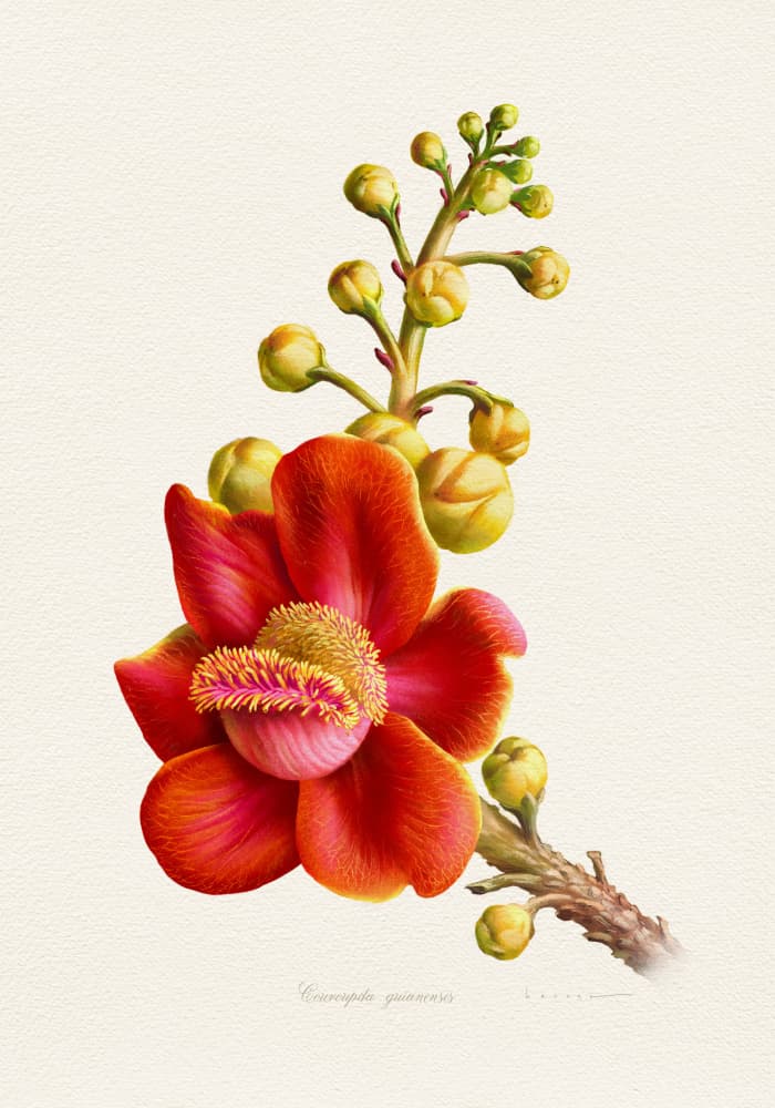 Vibrant Cannonball Flower by Juan Hernaz — canvas wall art