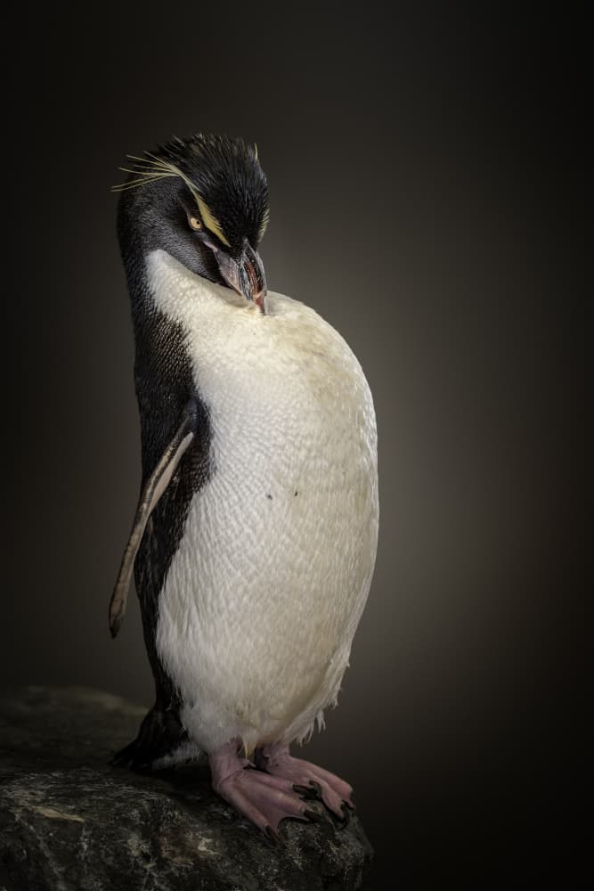 Pensive Rockhopper Penguin by Jealousy — canvas wall art