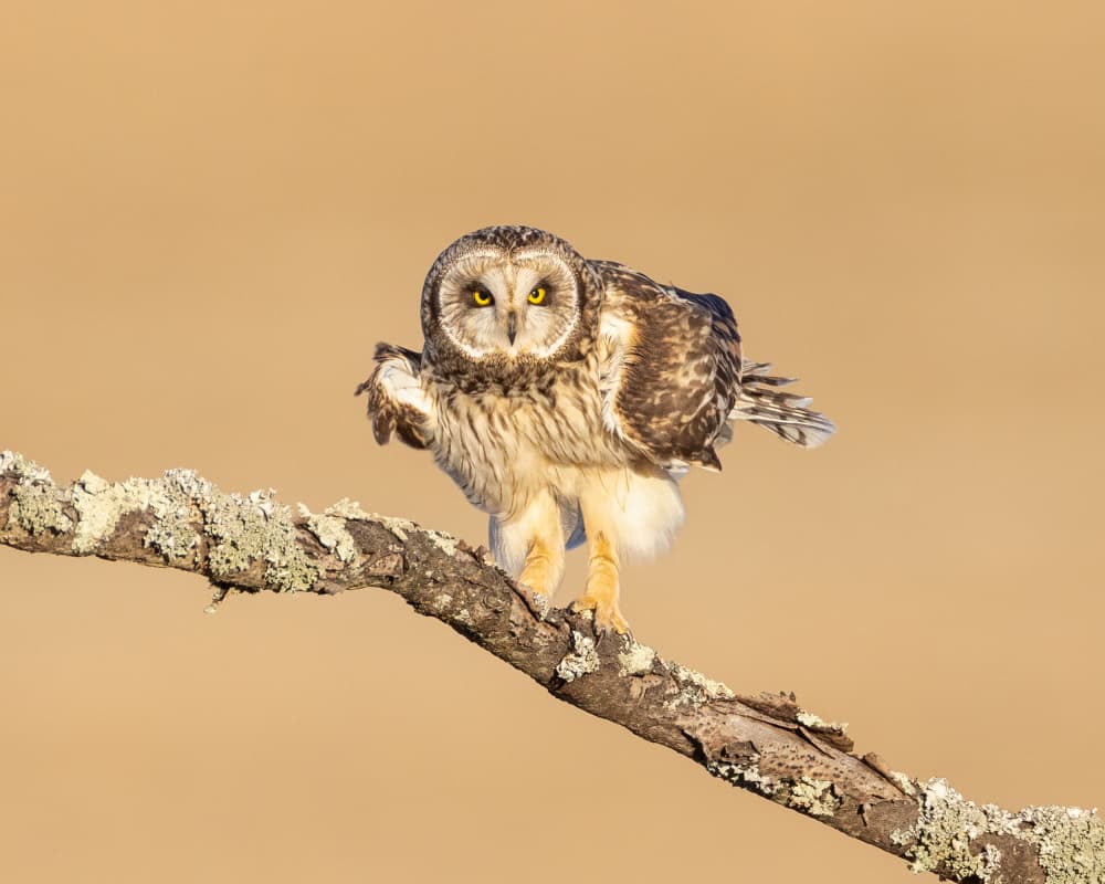 Short-eared Owl Gaze by Siyu_Wei APA — canvas wall art
