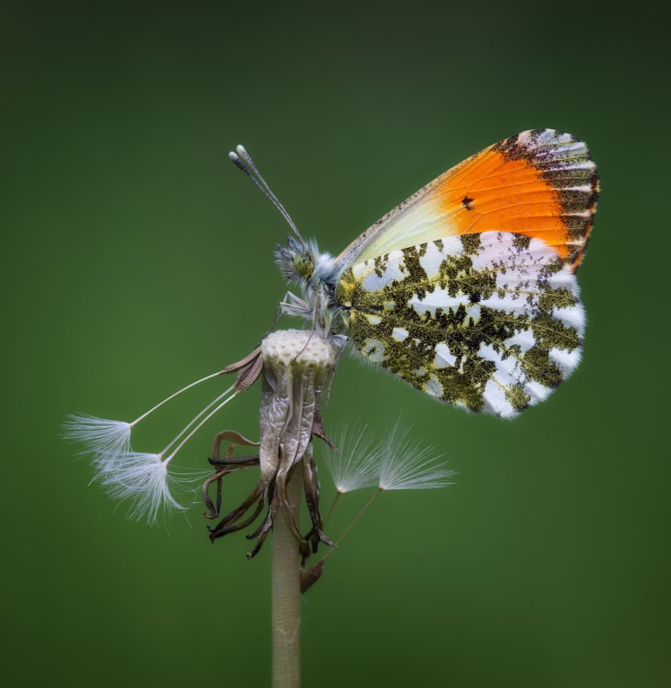 Orange Tip on Dandelion by Daan de Vos — canvas wall art