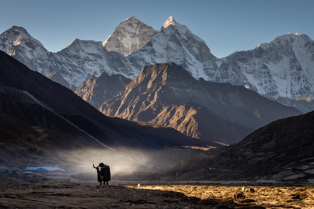 Majestic Yak Morning Mist by Dan Mirica — canvas wall art