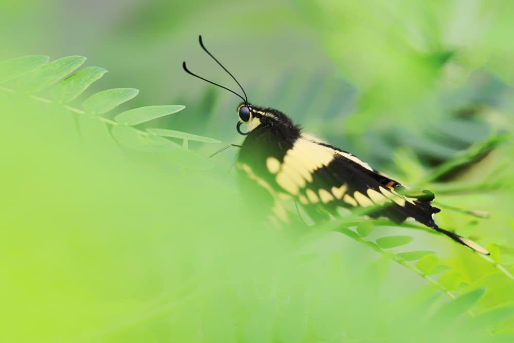 Vibrant Butterfly on Leaf by Marion Keijzer — canvas wall art