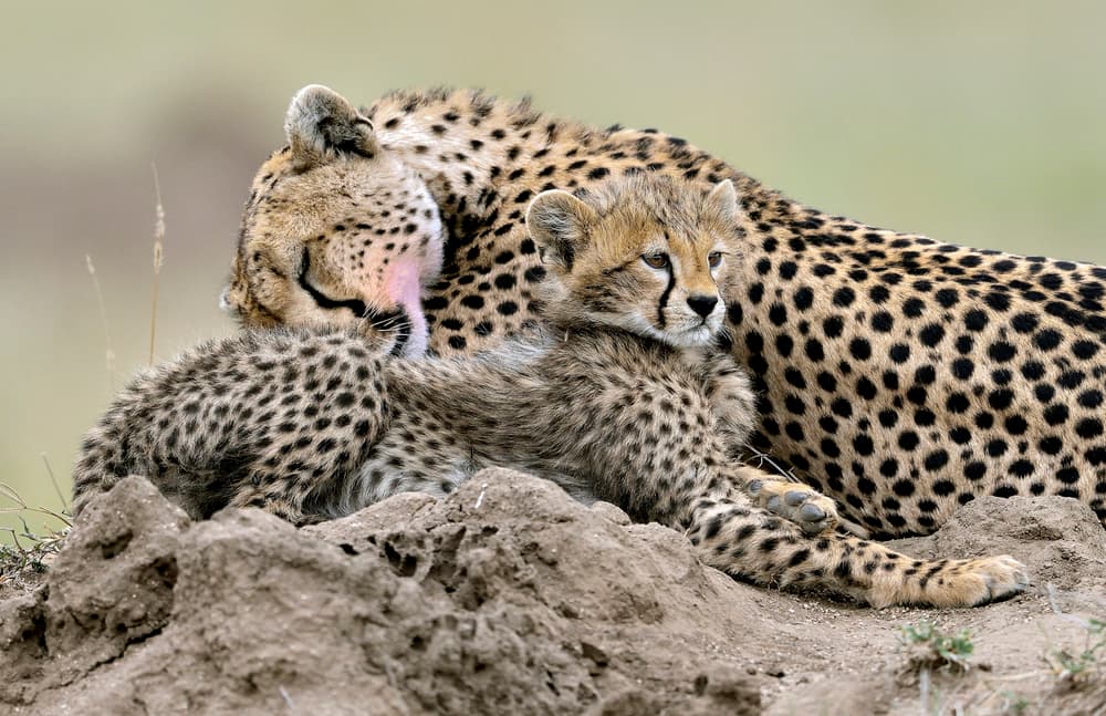 Cheetah Mother's Embrace by Giuseppe DAmico — canvas wall art