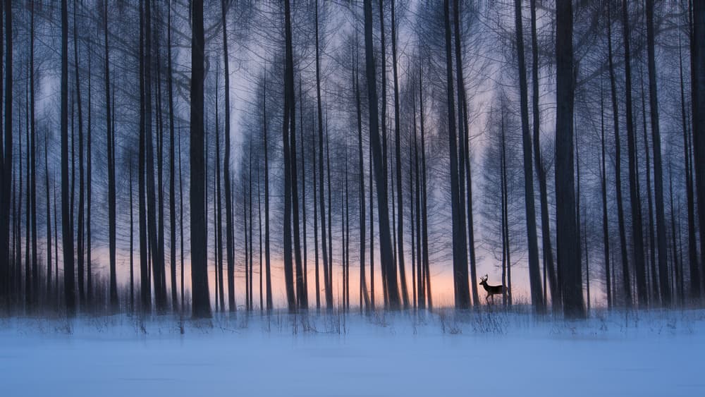 Winter Forest Deer Silhouette by Bingo Z — canvas wall art
