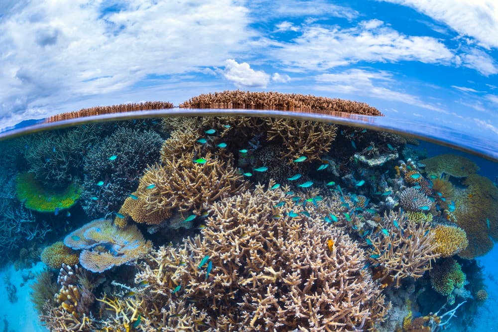 Tropical Reef Split View by Barathieu Gabriel — canvas wall art