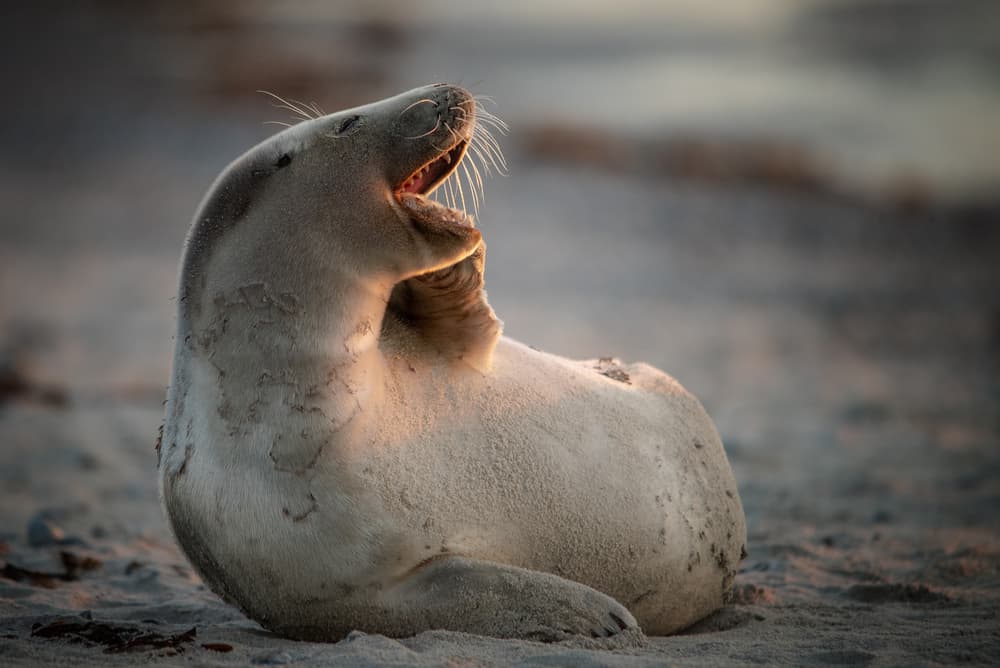 Yawning Seal In Golden Light by Piet Haaksma — canvas wall art