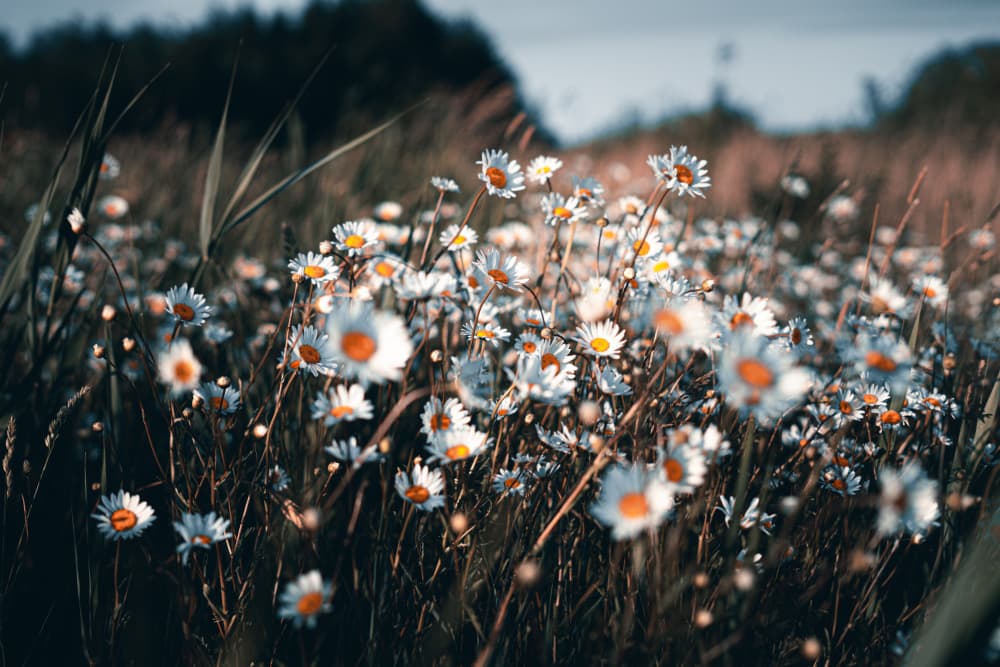 Daisy Field Glow by Aimee Giles — canvas wall art