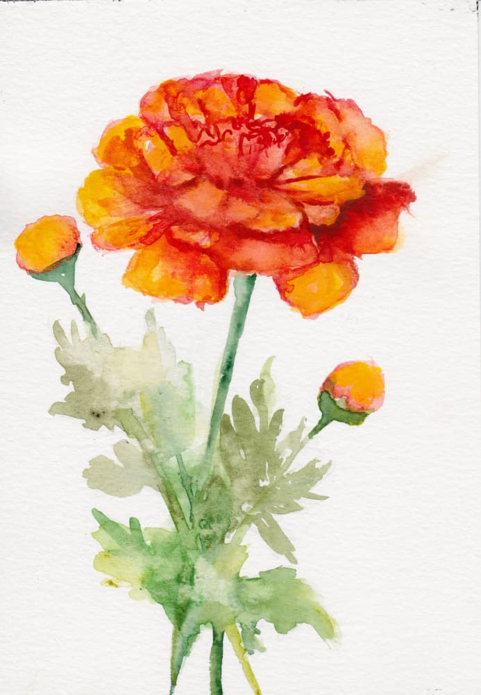 Vibrant Orange Ranunculus by Christine Lindstrom — canvas wall art