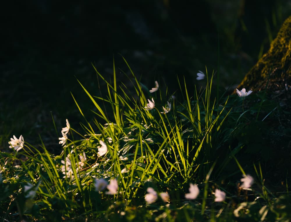 Sunlit Spring Flowers by Hamed Bank — canvas wall art