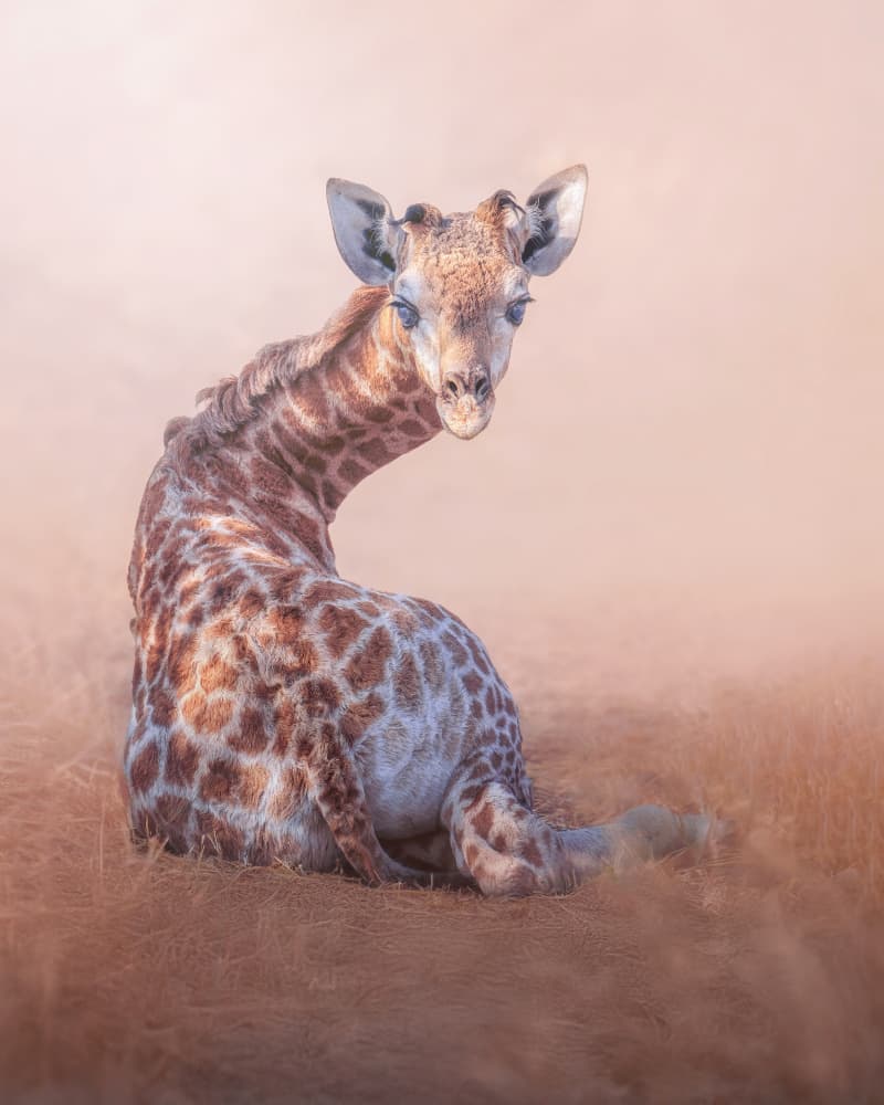 Cute Baby Giraffe by Nichole Chen — canvas wall art