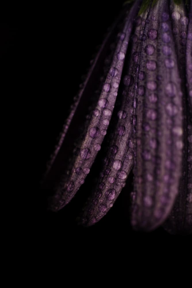 Dewy Purple Petals by Javier Pardina — canvas wall art