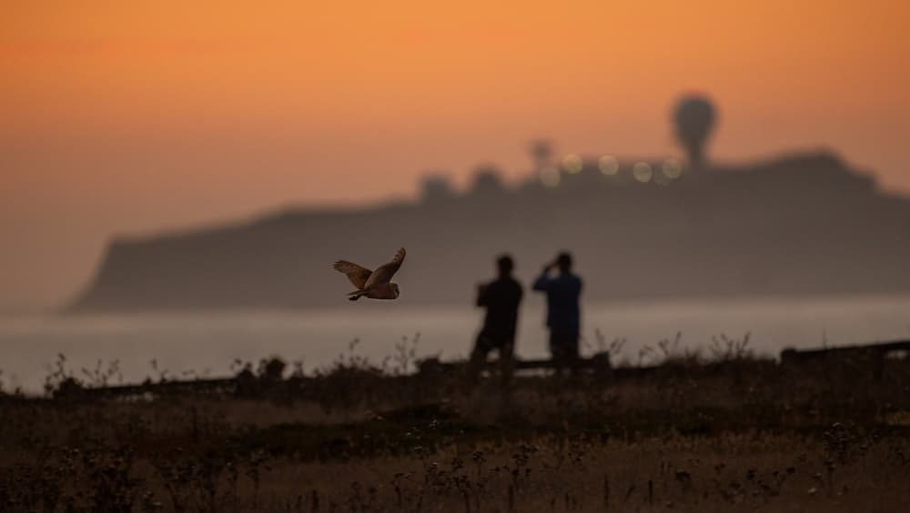 Barn Owl Sunset Flight by Johnson Huang — canvas wall art