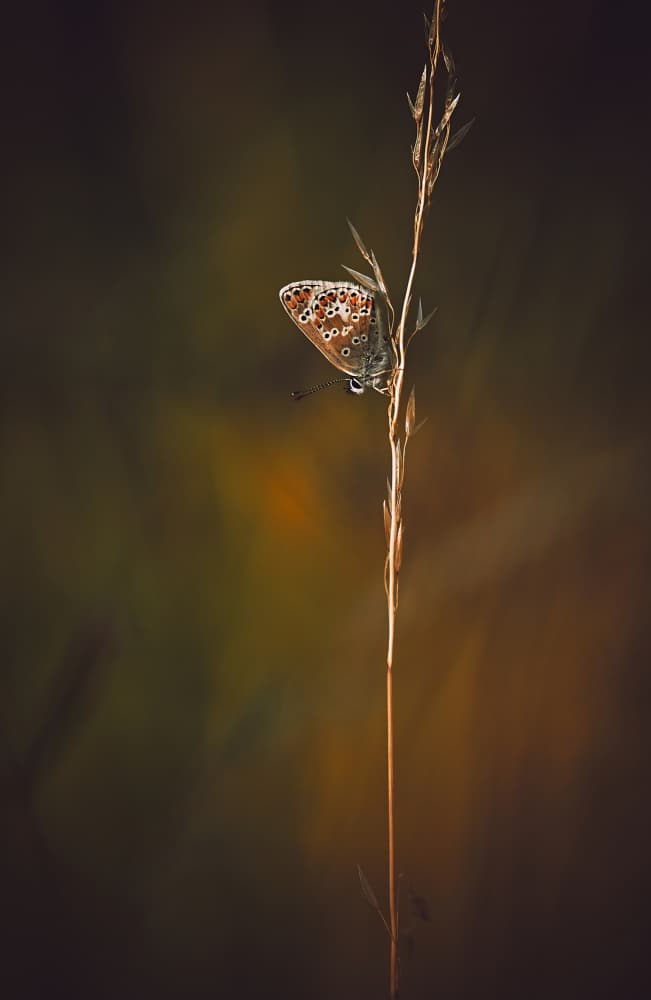 Delicate Meadow Butterfly by Stuart Williams — canvas wall art