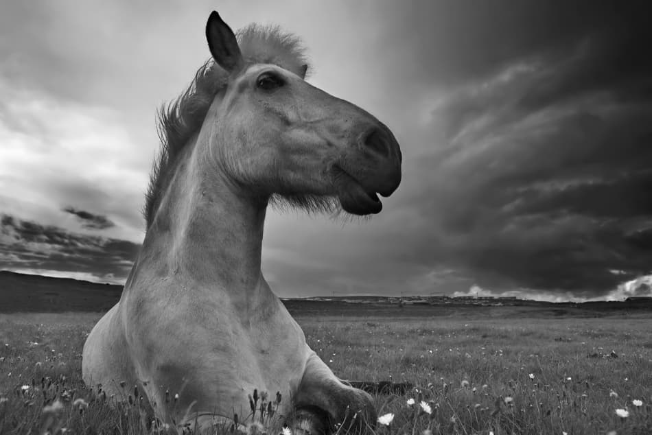Majestic Horse Under Stormy Sky by Bragi Ingibergsson - BRIN — canvas wall art