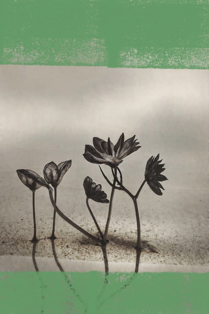 Reflected Green Flowers by The Art Concept — canvas wall art