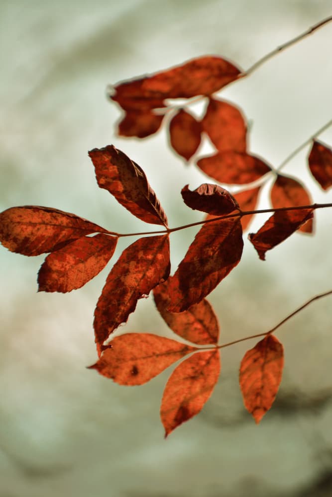 Warm Fall Leaves by Christina Sillen — canvas wall art