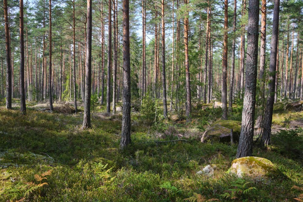 Peaceful Pine Forest by Geertjan Plooijer — canvas wall art