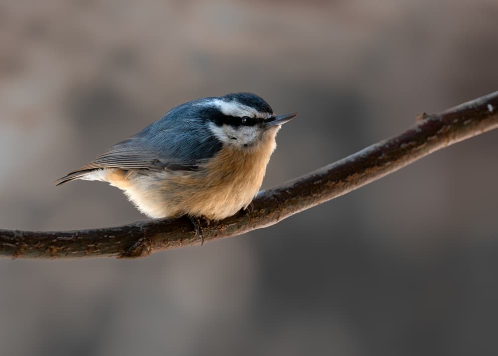Red-Breasted Nuthatch Perched by Patrick Dessureault — canvas wall art