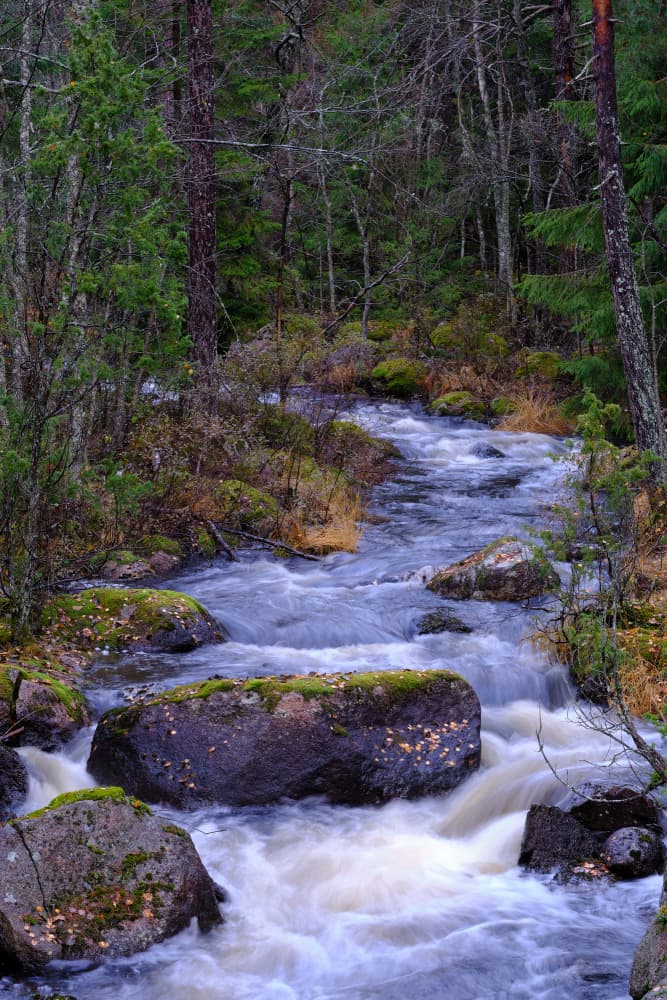 Tranquil Forest Stream by Geertjan Plooijer — canvas wall art