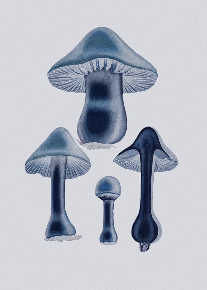 Agaricus Bulbosus - Blue by John Stephenson and James Morss Churchill — canvas wall art