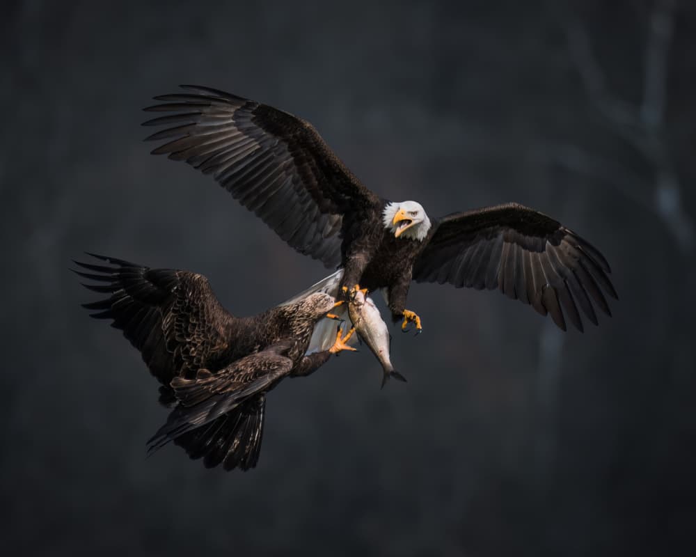 Eagles Battle For Fish by Hanping Xiao — canvas wall art